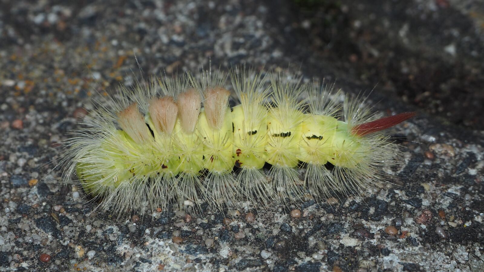 Olympus OM-D E-M10 sample photo. Caterpillar, insect, hairy photography
