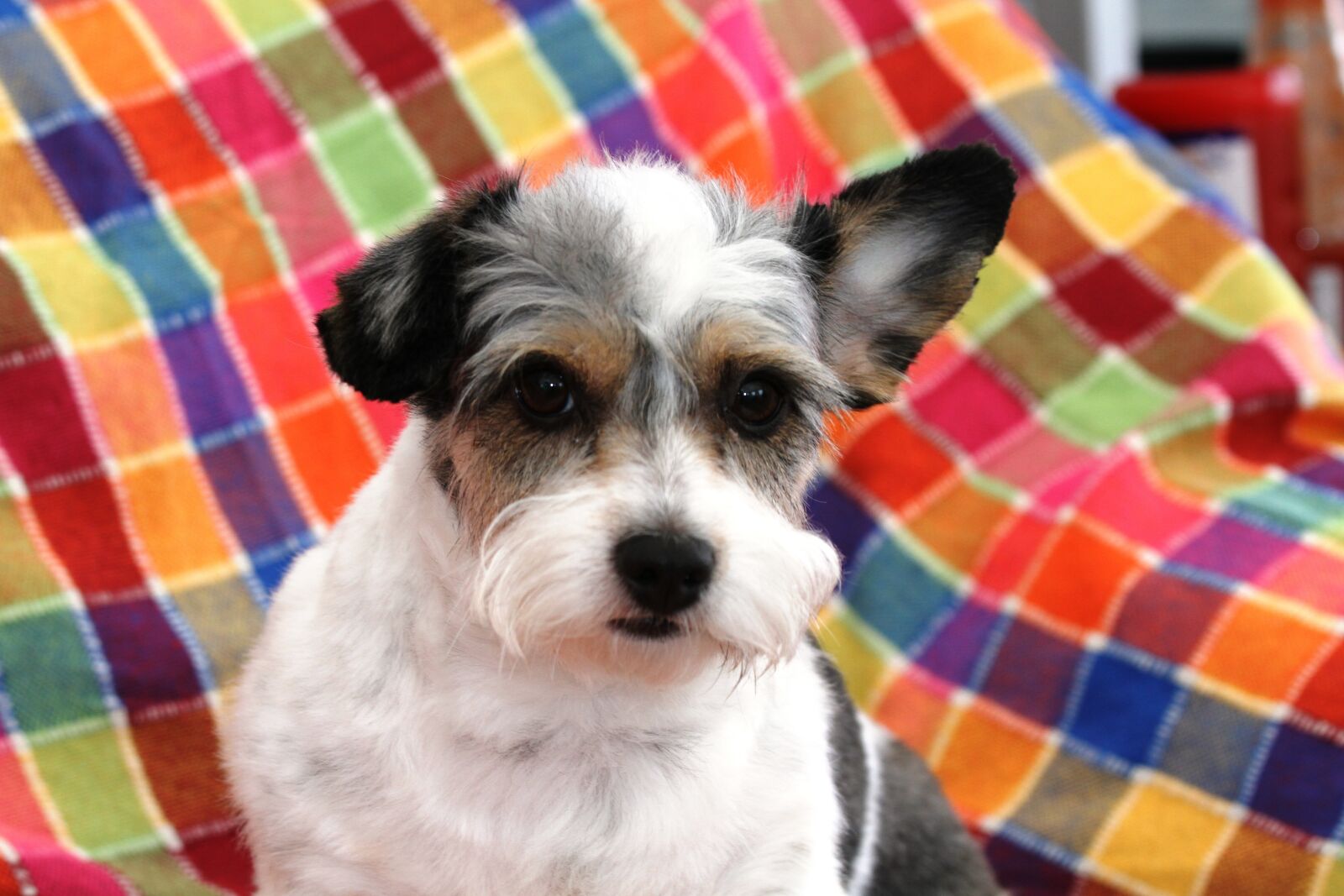 Canon EOS 7D sample photo. Dog, pet, animal photography