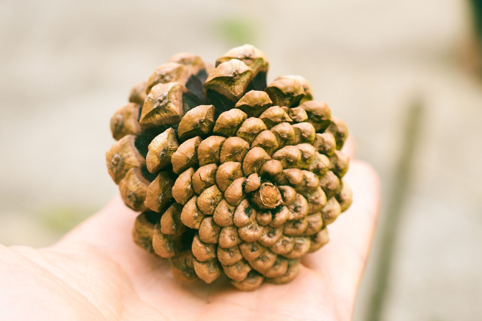 Nikon D5600 sample photo. Pine cone, spikes, brown photography