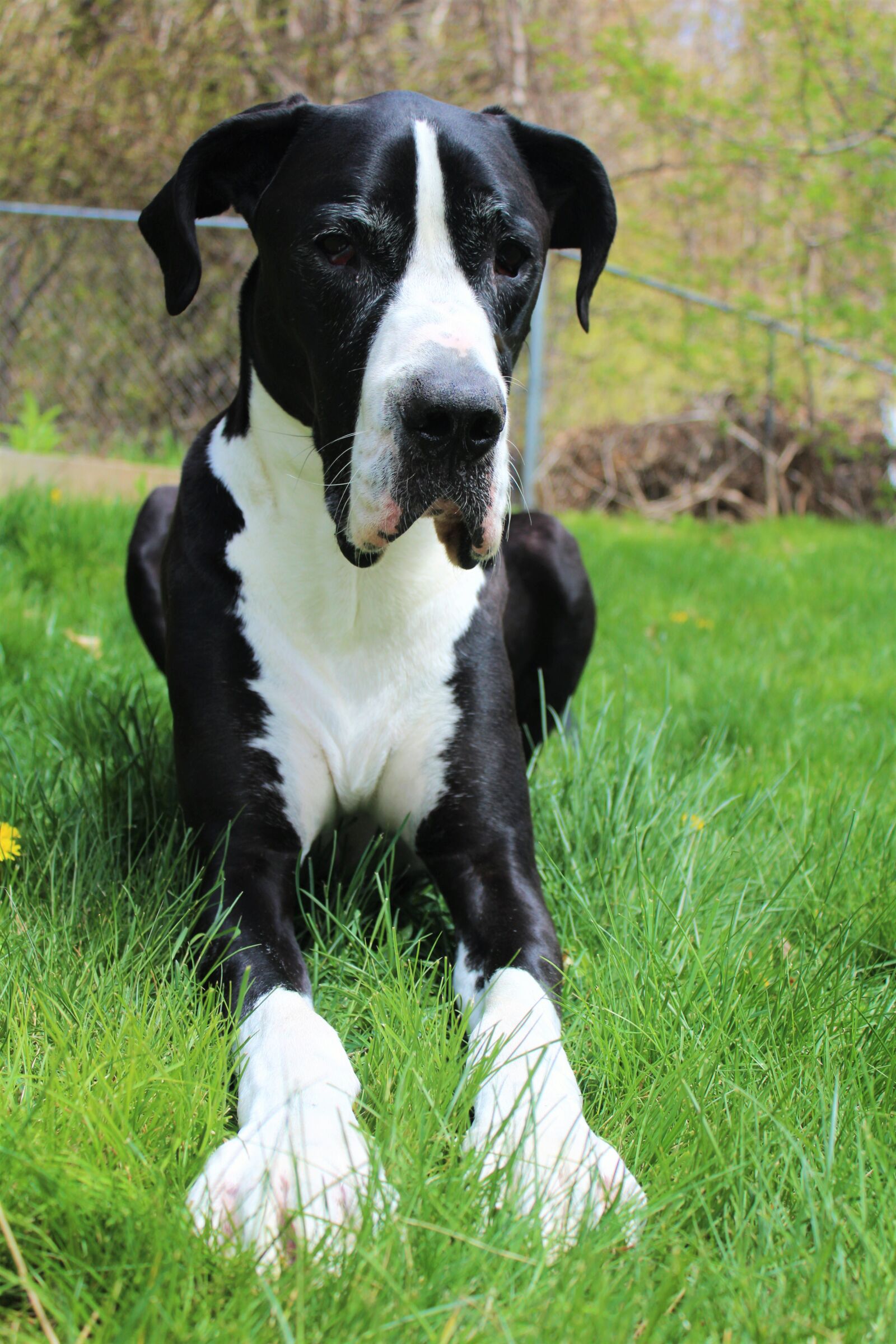 Canon EOS 1200D (EOS Rebel T5 / EOS Kiss X70 / EOS Hi) sample photo. Grass, great, dane, relaxation photography