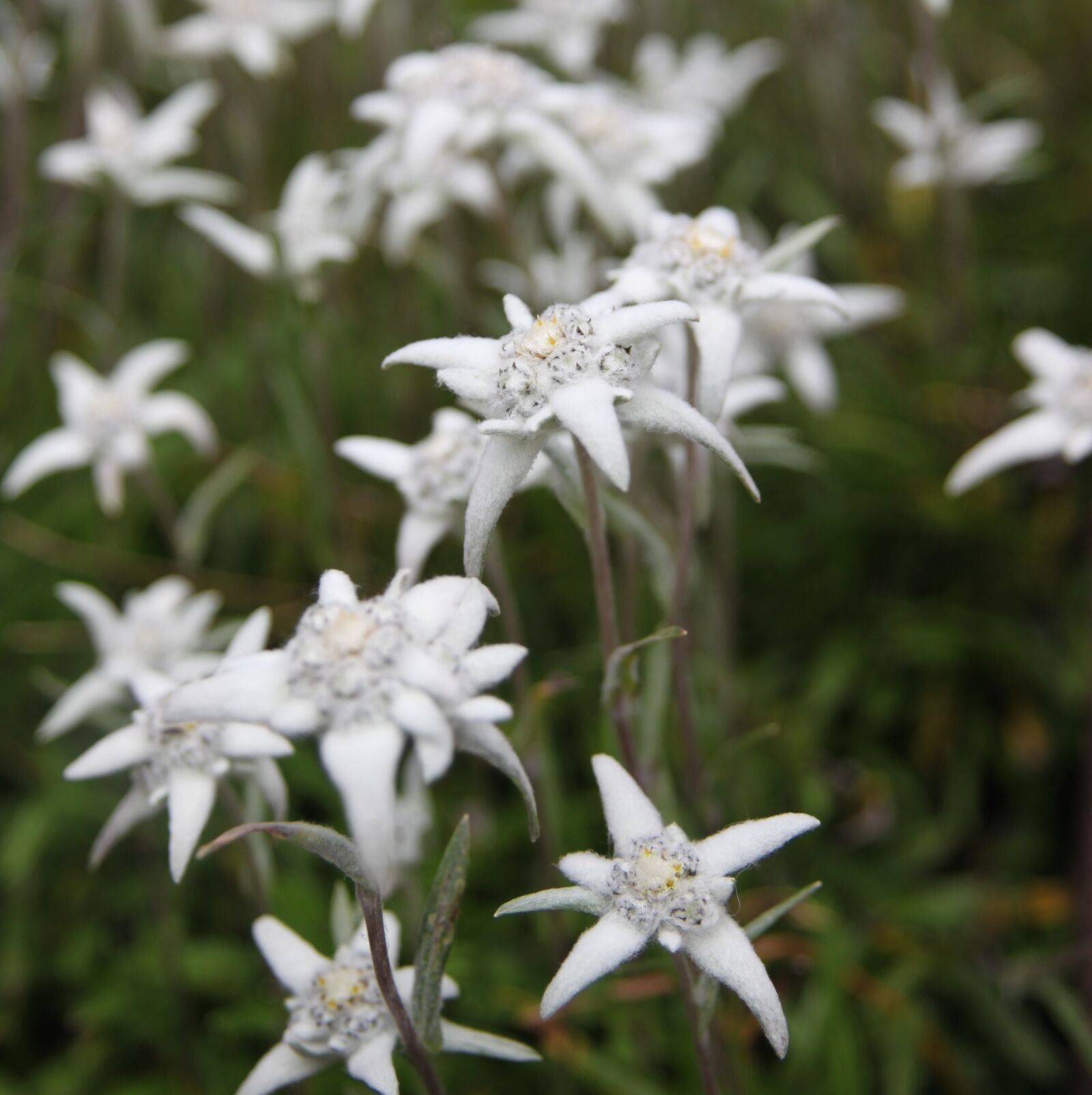Canon EOS 500D (EOS Rebel T1i / EOS Kiss X3) sample photo. Switzerland, davos, flower photography