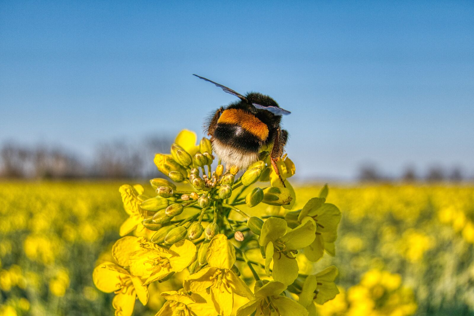 Panasonic Lumix DMC-FZ2500 (Lumix DMC-FZ2000) sample photo. Hummel, rapeseed, flower photography