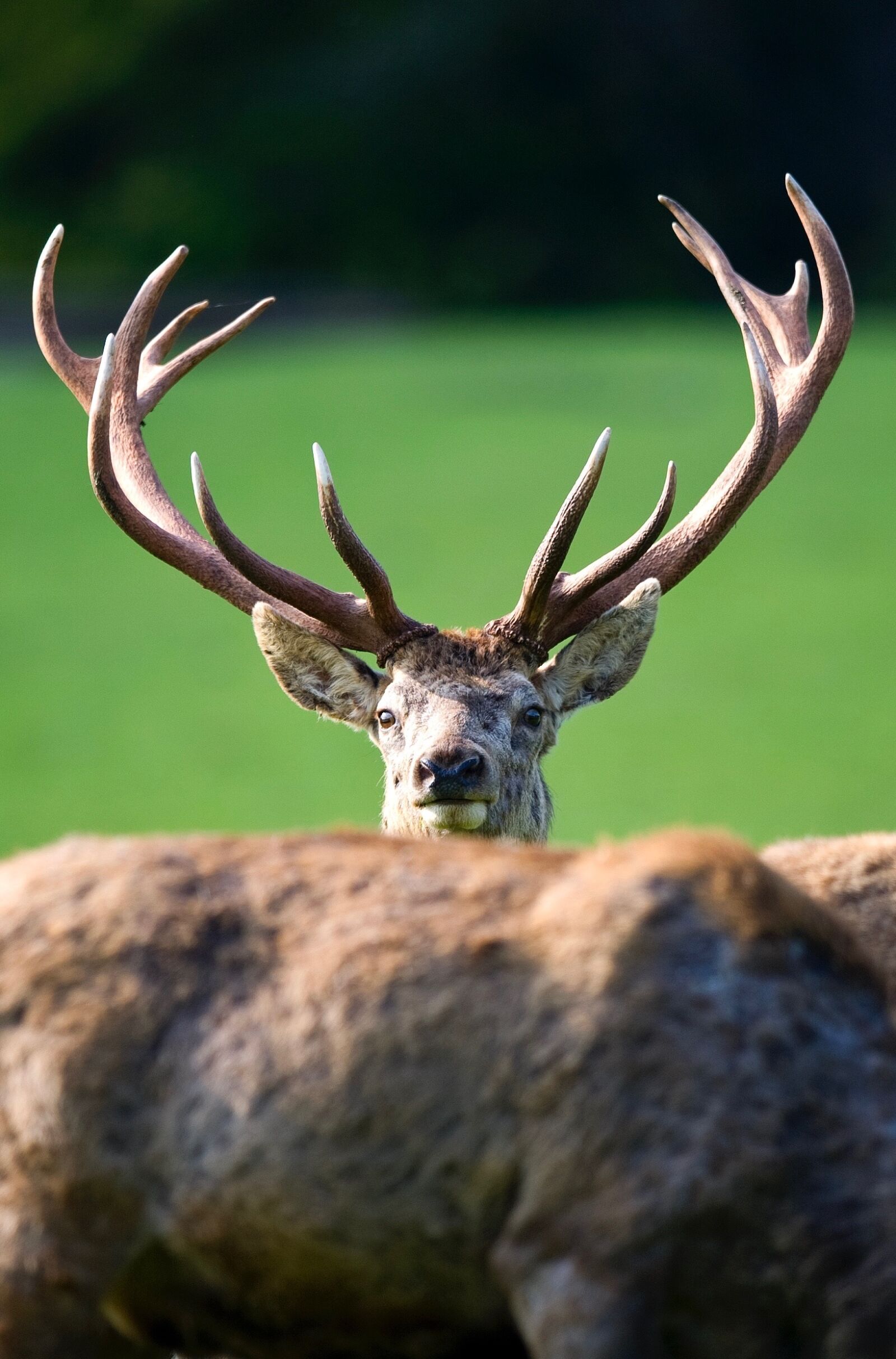 Nikon D3S sample photo. Hirsch, red deer photography