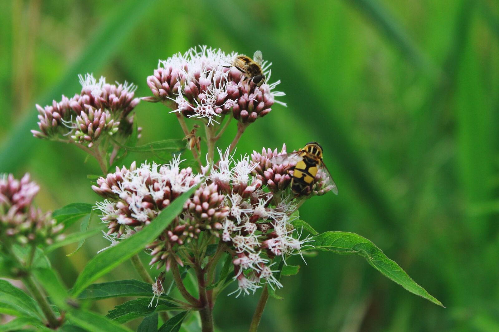 Canon EOS 1200D (EOS Rebel T5 / EOS Kiss X70 / EOS Hi) sample photo. Mist bee, mud bee photography