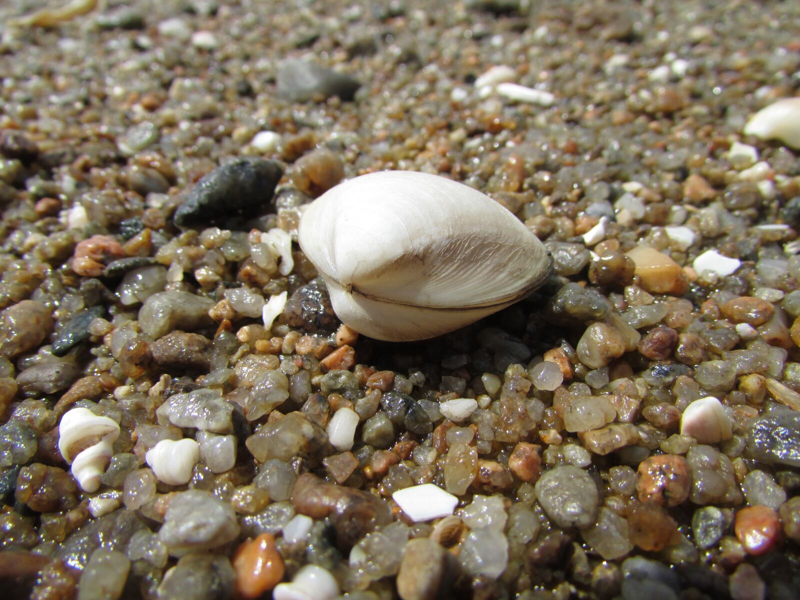 Canon PowerShot SX500 IS sample photo. Shell, rocks, rock photography
