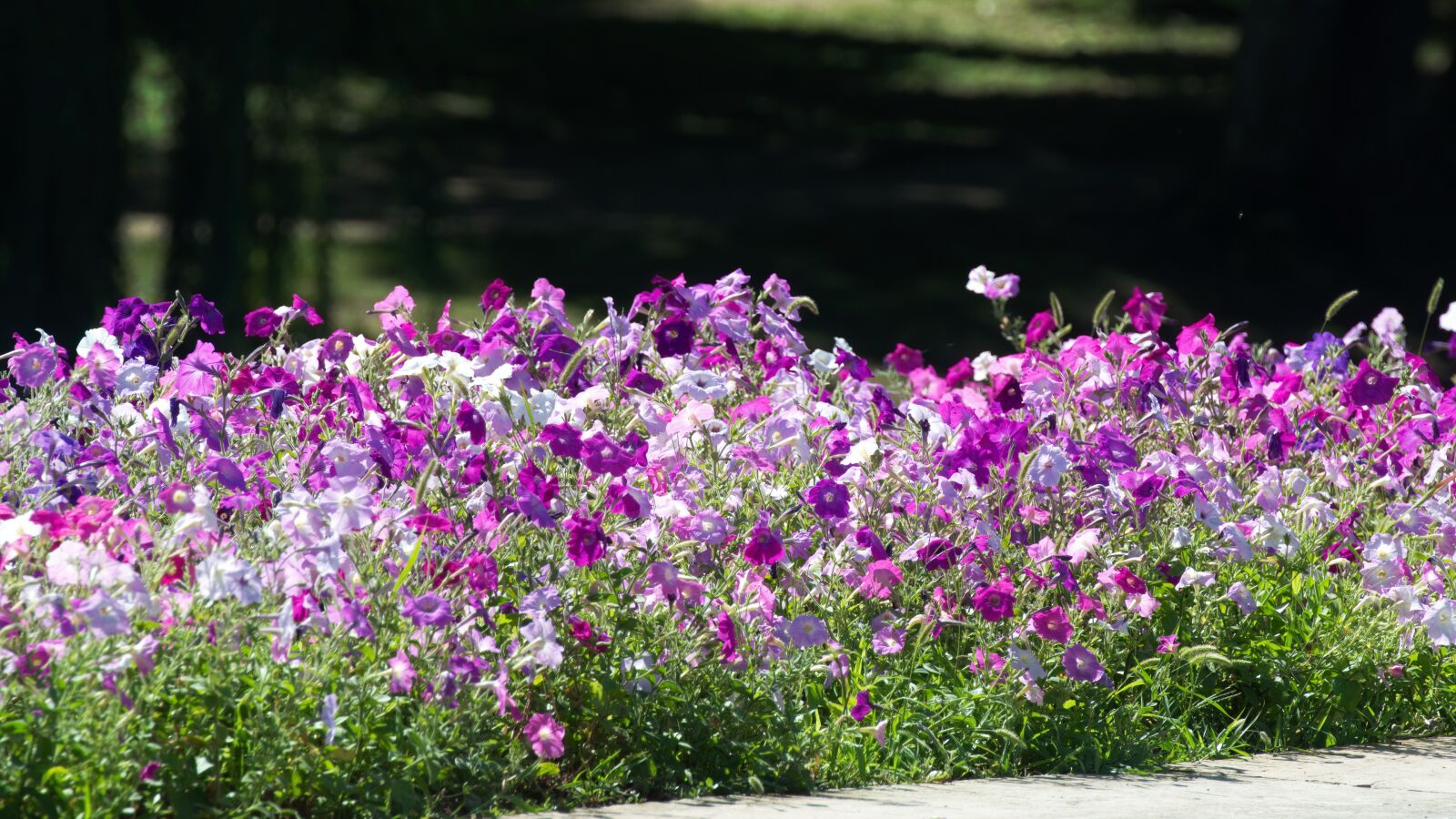Nikon D5300 sample photo. Flowers, petunias, violet photography