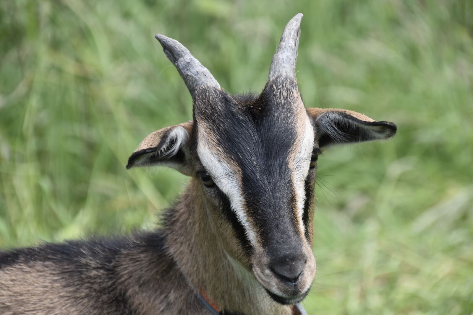 Nikon D5600 sample photo. Goat, goat funny, ruminant photography