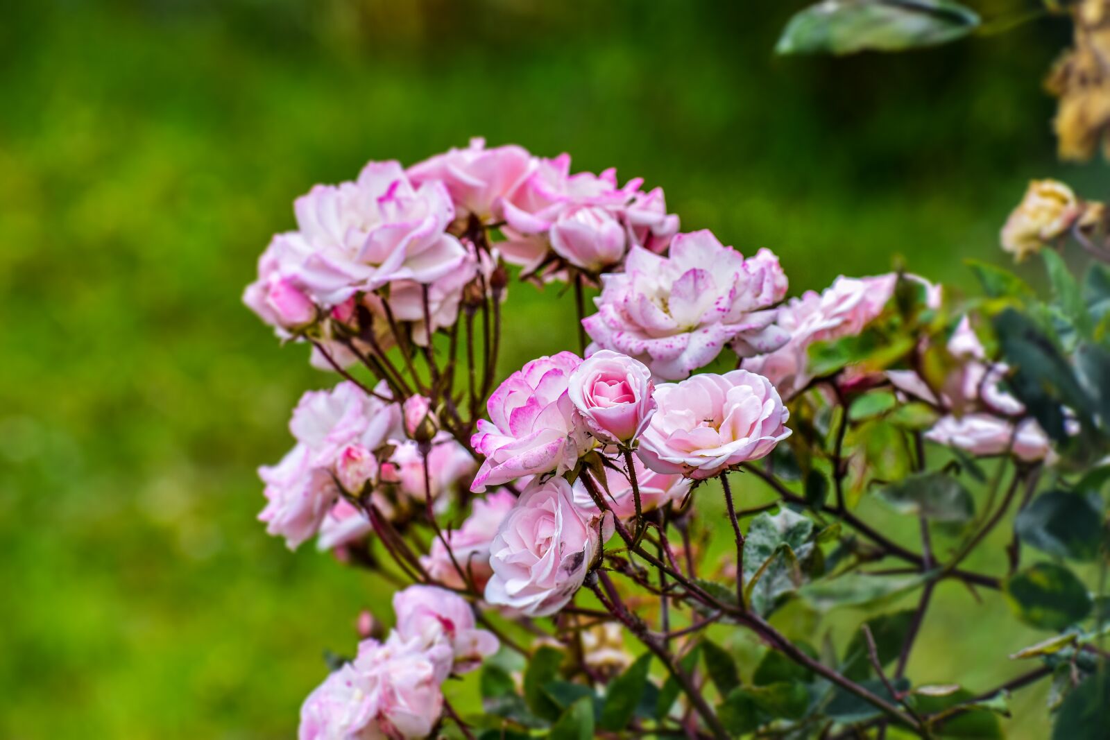 Nikon D3400 sample photo. Rosa, bella, flower photography