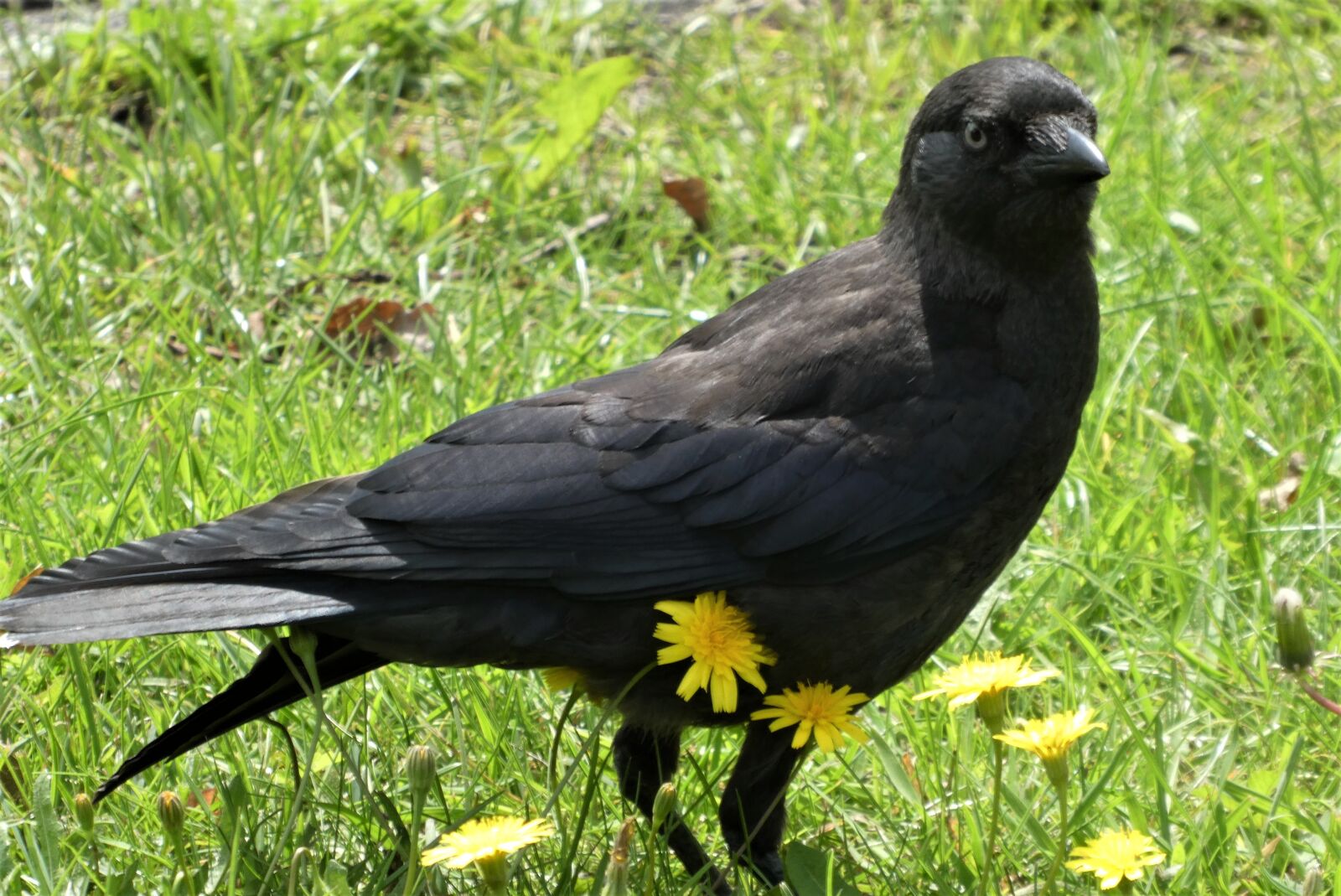 Panasonic Lumix DC-ZS70 (Lumix DC-TZ90) sample photo. Jackdaw, bird, grass photography
