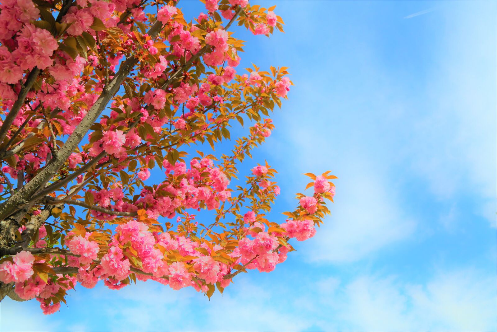 Canon EOS 5D Mark III sample photo. Rose, tree, plant photography