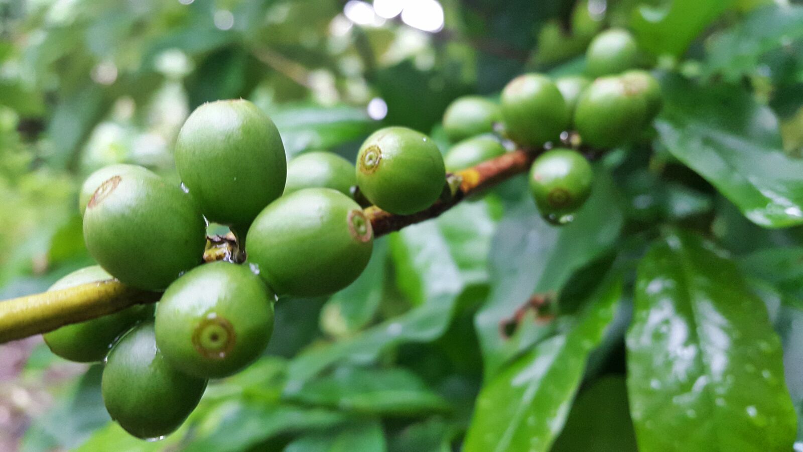 Samsung Galaxy S5 sample photo. Coffe, drops, green, honduras photography