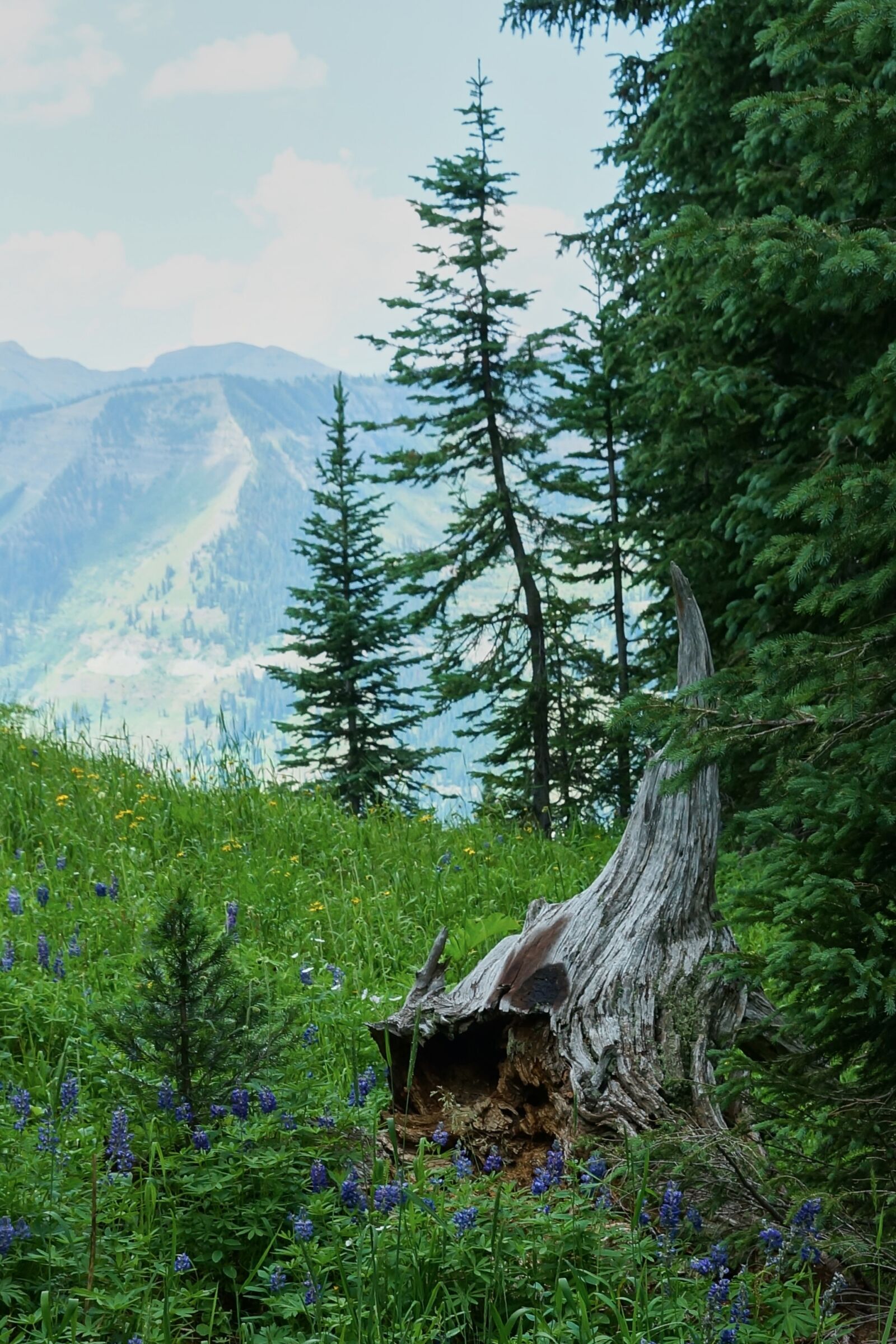 Sony SLT-A65 (SLT-A65V) sample photo. Mountain, wildflower, stump photography