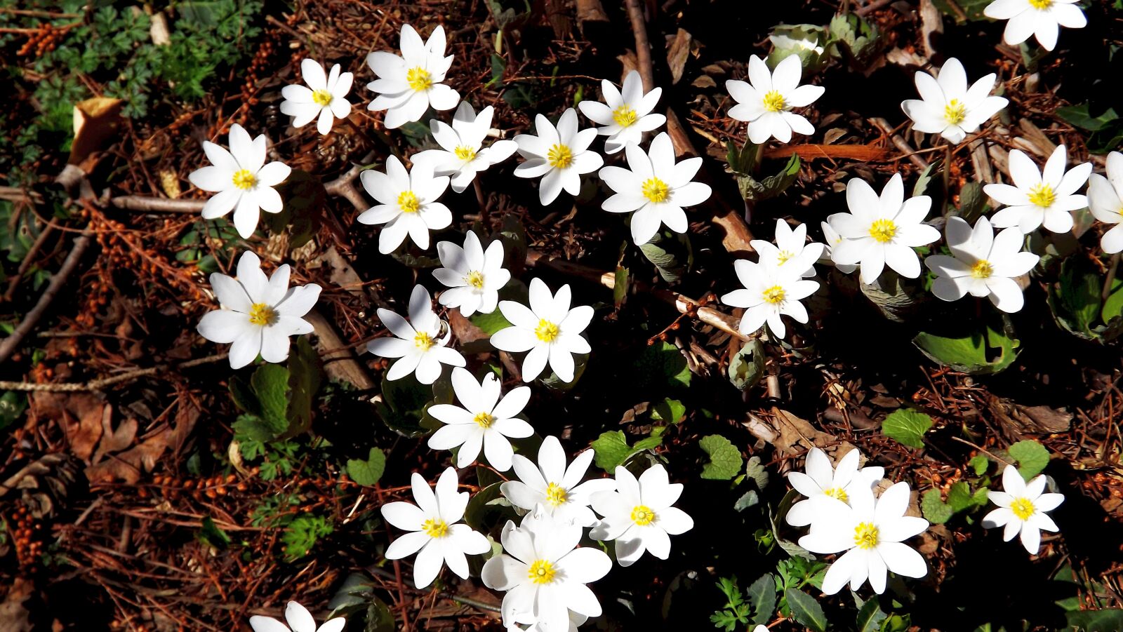 Fujifilm FinePix S3400 sample photo. Flowers, anemones, white photography