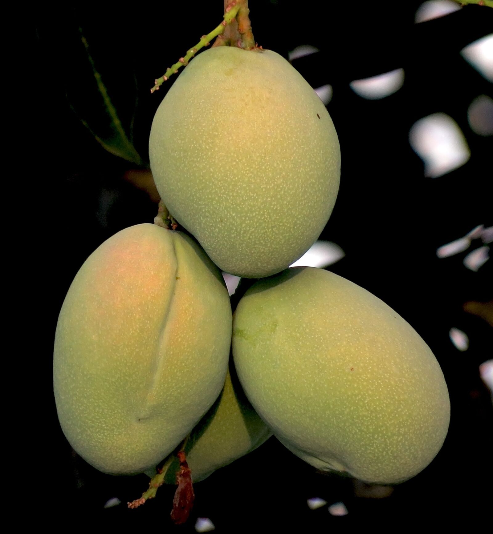 Canon PowerShot SX50 HS sample photo. Mango, fruit, natural photography