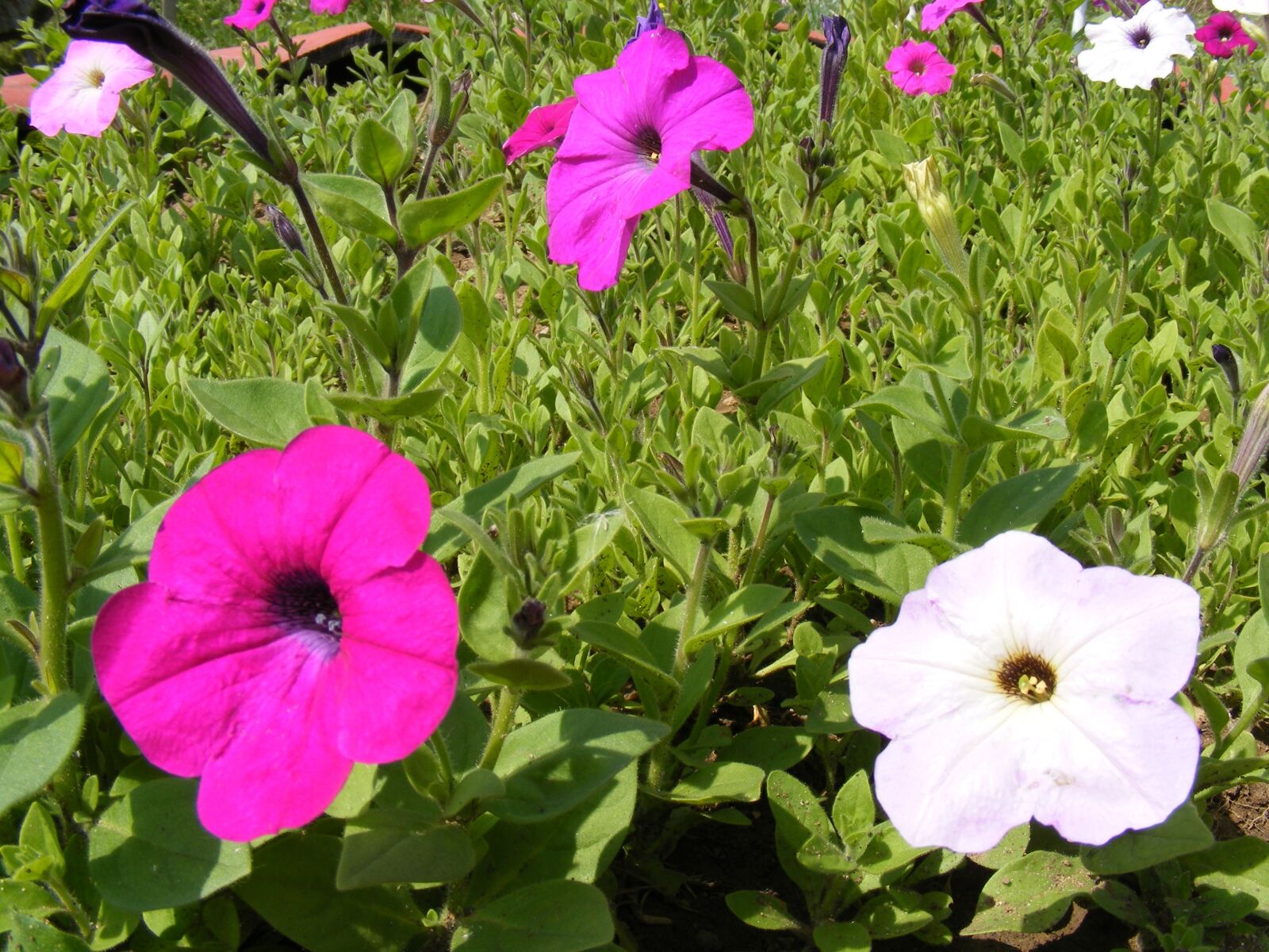 Fujifilm FinePix S5700 S700 sample photo. Flowers, garden, hybrida photography