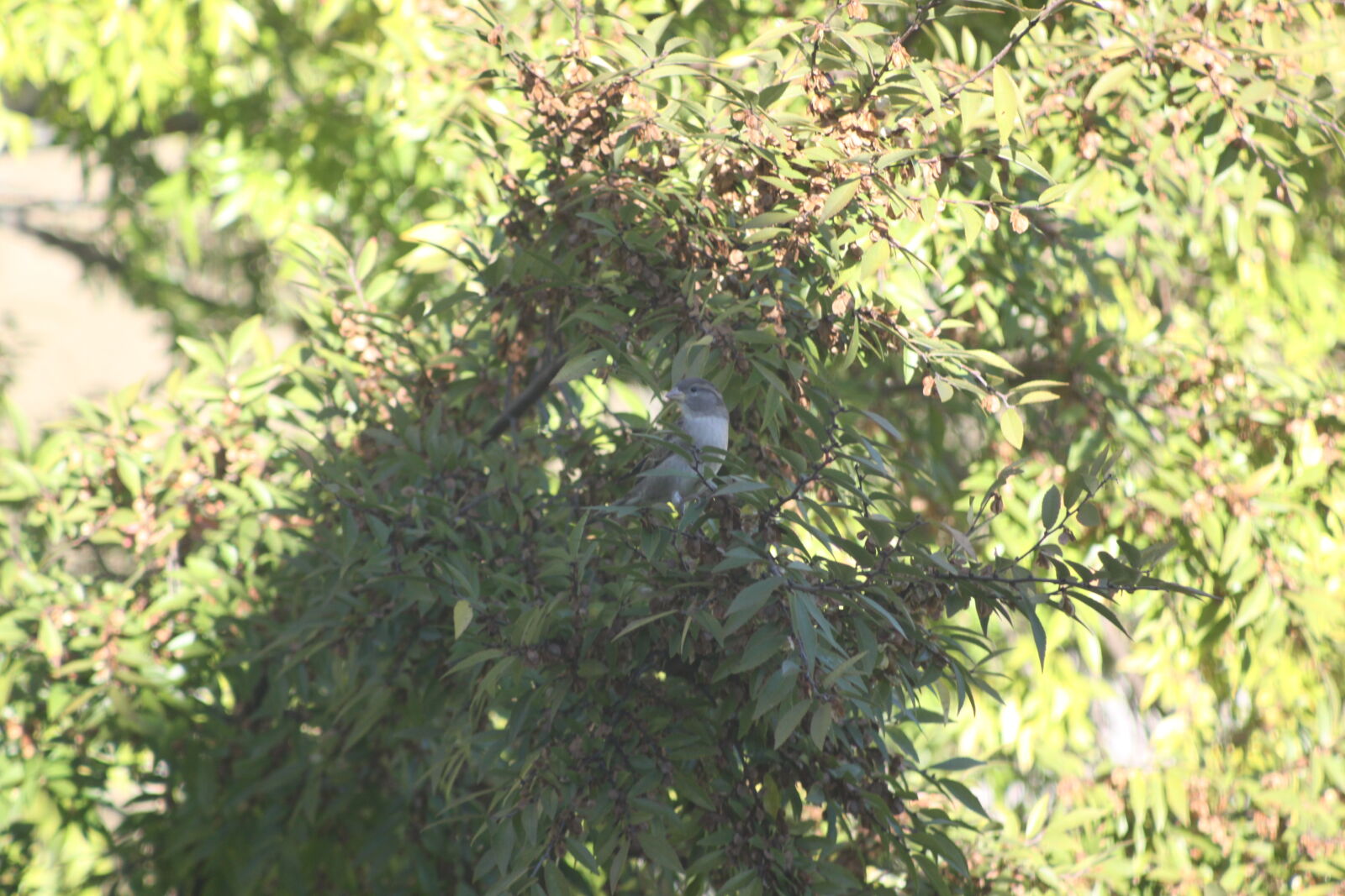 Canon EOS 50D sample photo