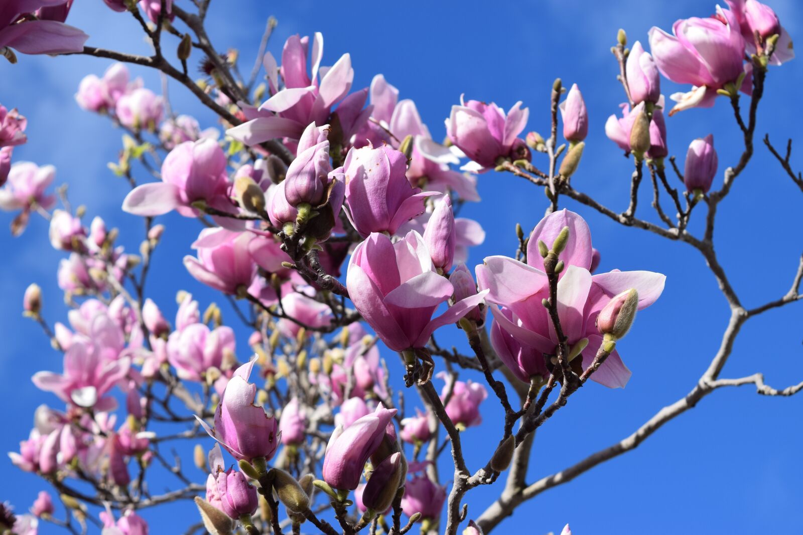 Nikon D3300 sample photo. Magnolia, flower, spring photography