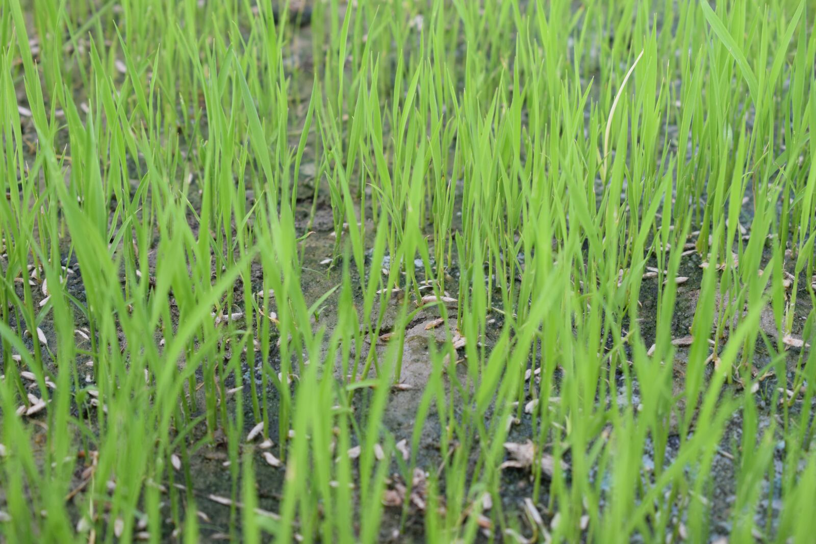 Nikon D5300 sample photo. Rice seeding, rice, agriculture photography
