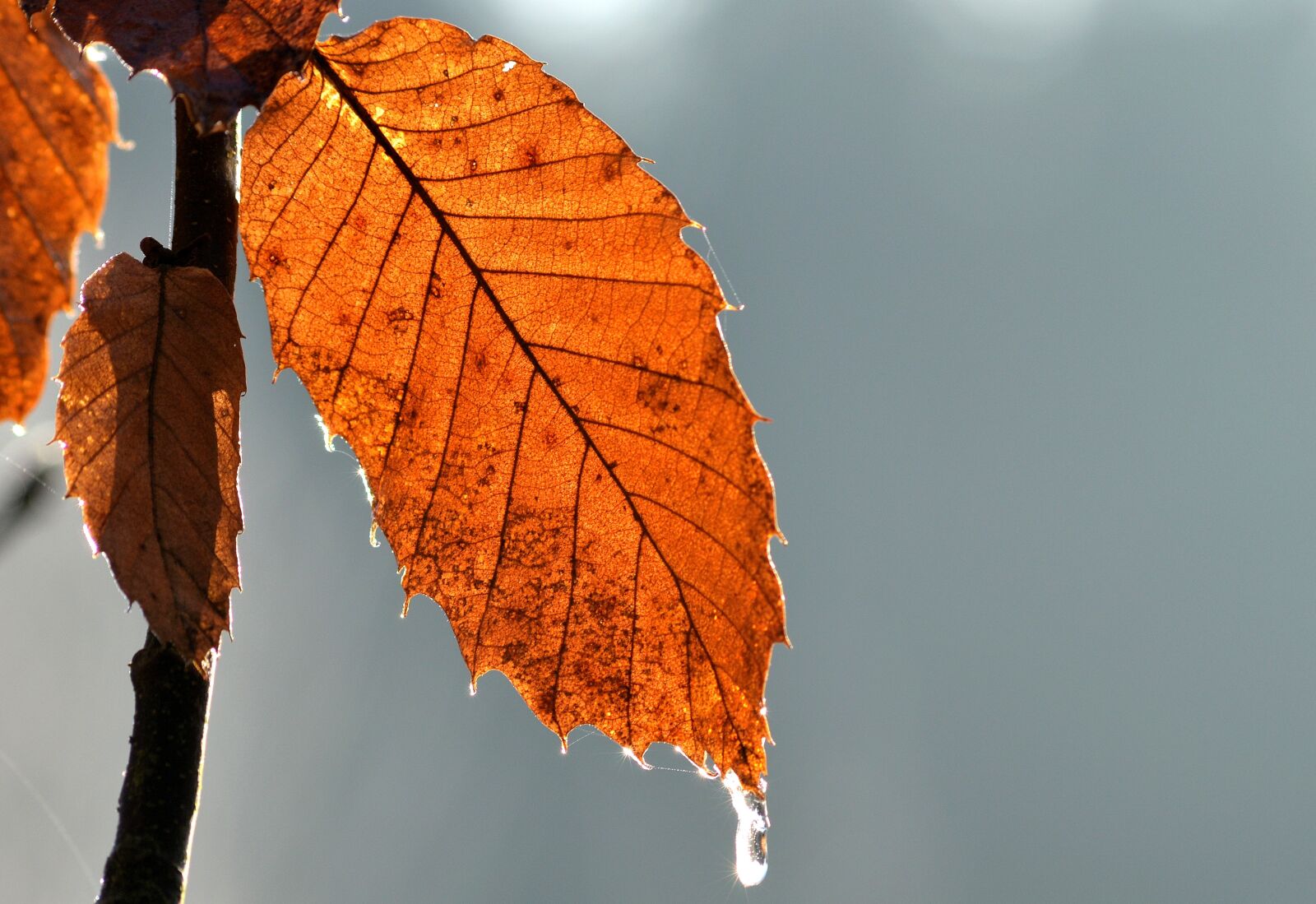 Nikon D3200 sample photo. Leaf, winter, ice photography