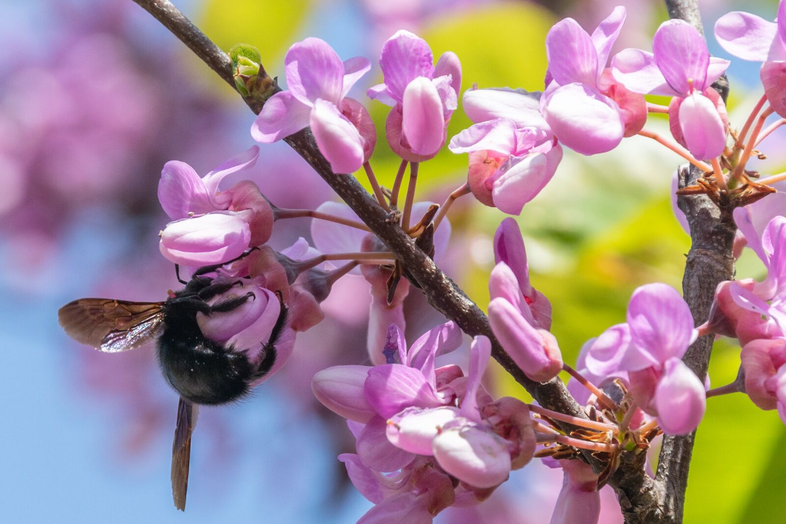 Nikon D3300 sample photo. Wood, bloom, insect photography
