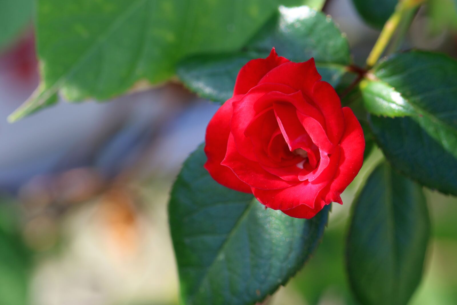 Canon EOS 7D Mark II sample photo. Rose, flower, bloom photography