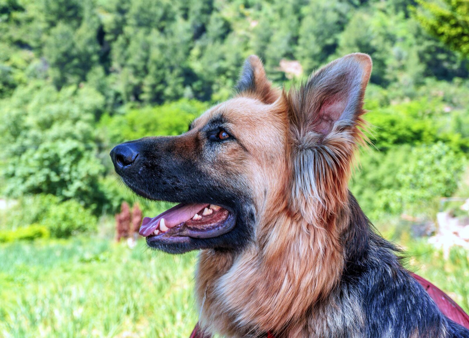 Sony a6000 sample photo. Dog, dog wolf, animal photography