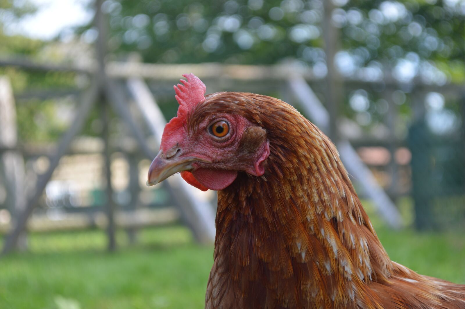 Nikon D3200 sample photo. Chicken, head, close up photography