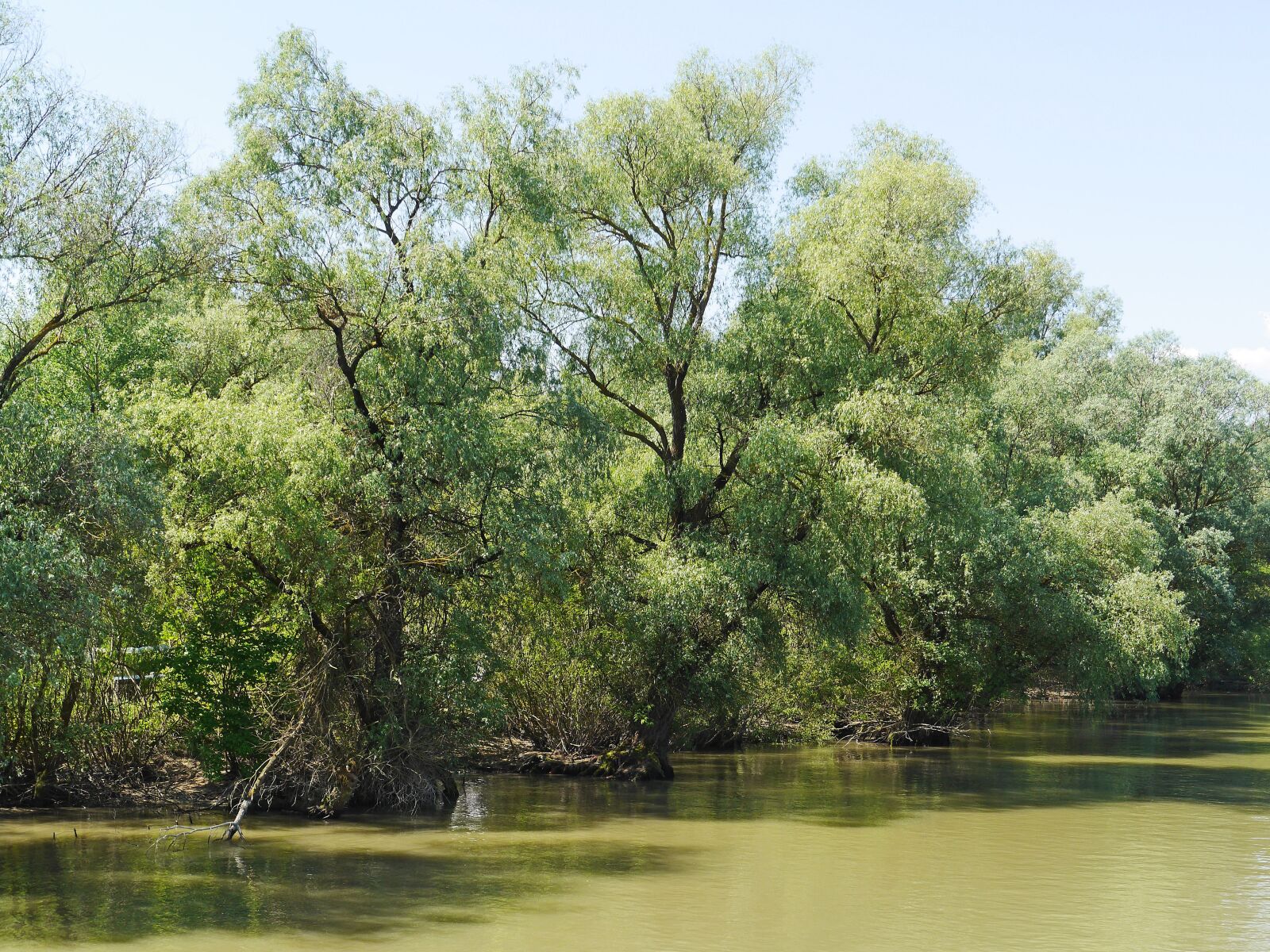Panasonic Lumix DMC-GH3 sample photo. Riparian zone, world heritage photography