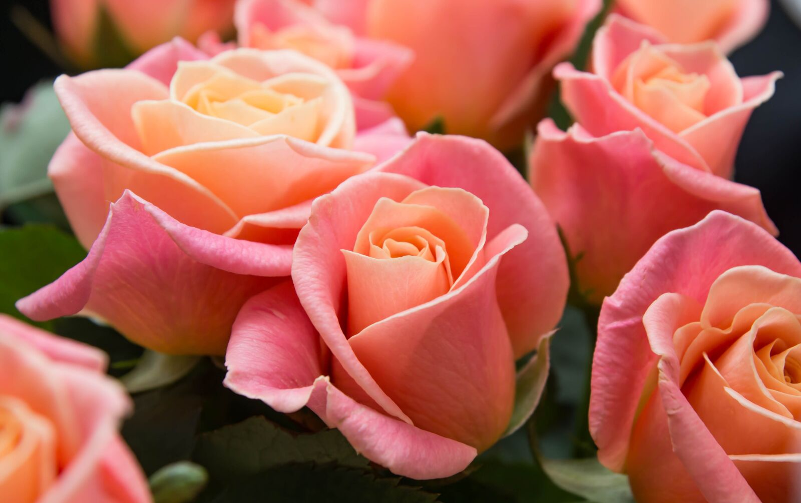 Tamron SP AF 17-50mm F2.8 XR Di II LD Aspherical (IF) sample photo. Flowers, roses, bouquet photography