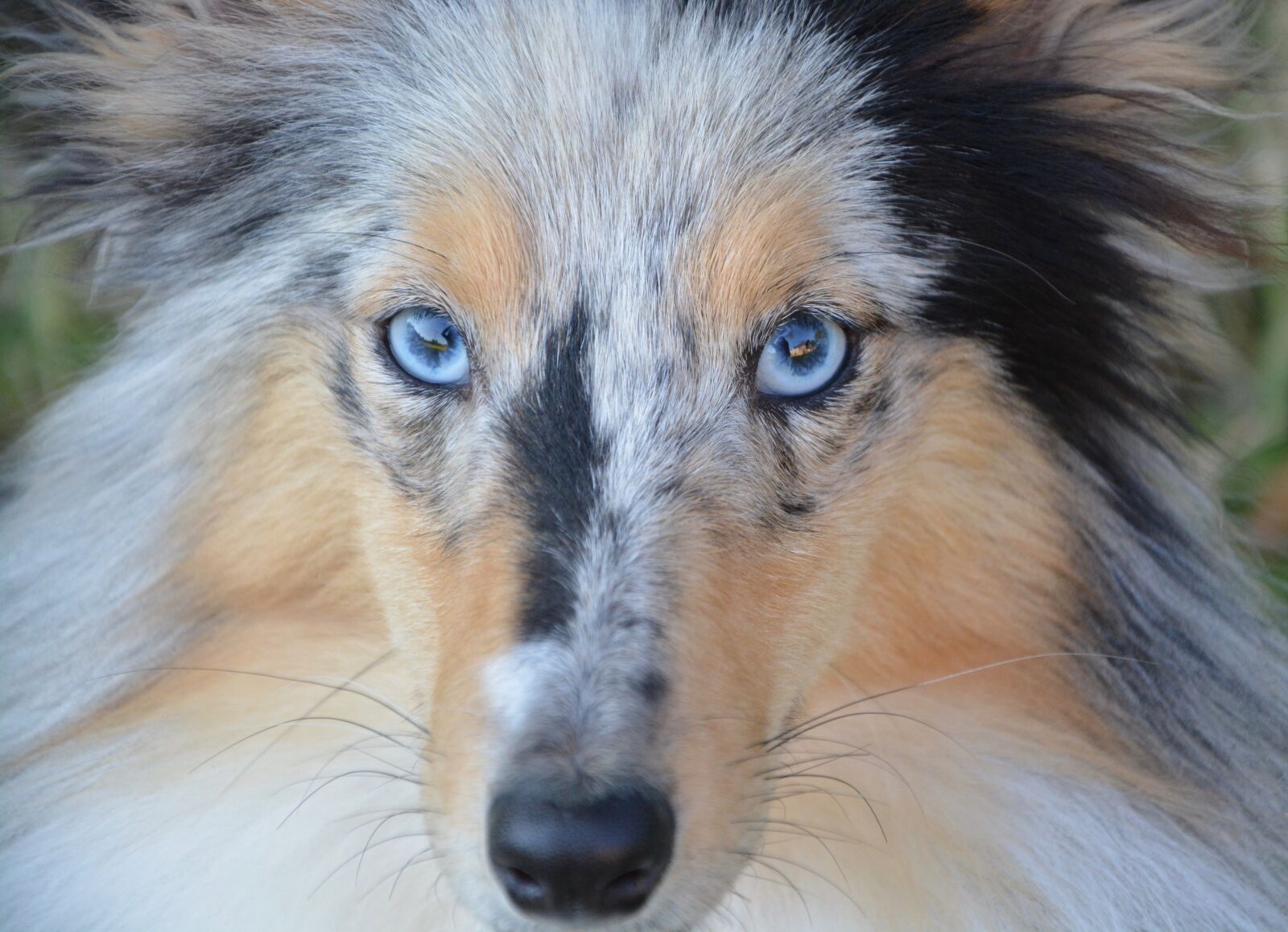 Nikon D5200 sample photo. Dog, bitch, bitch nobility photography