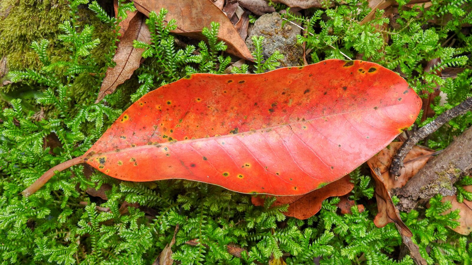Nikon Coolpix P900 sample photo. Leaf, red, autumn photography