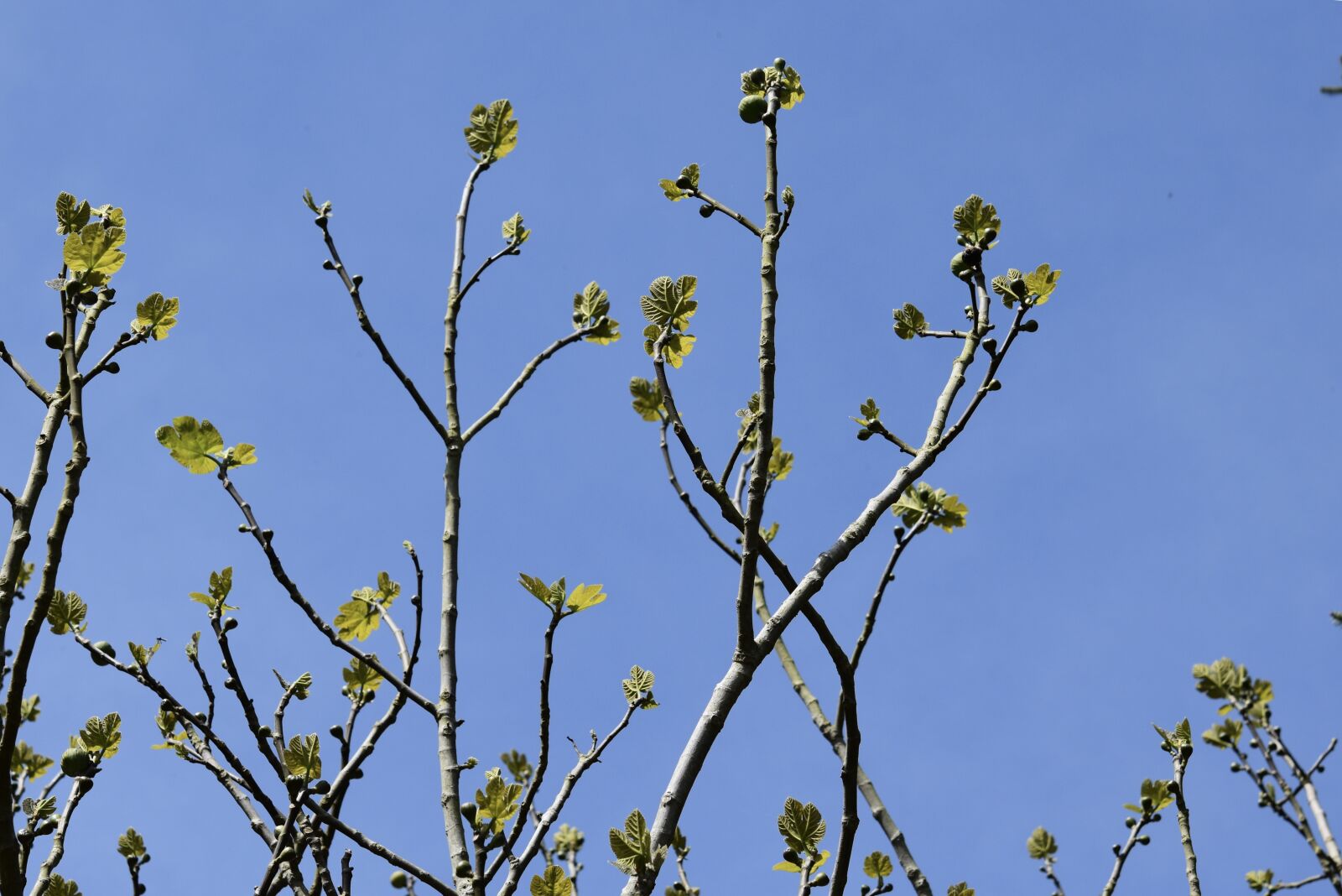 Nikon D5600 sample photo. Fig tree, branches of photography
