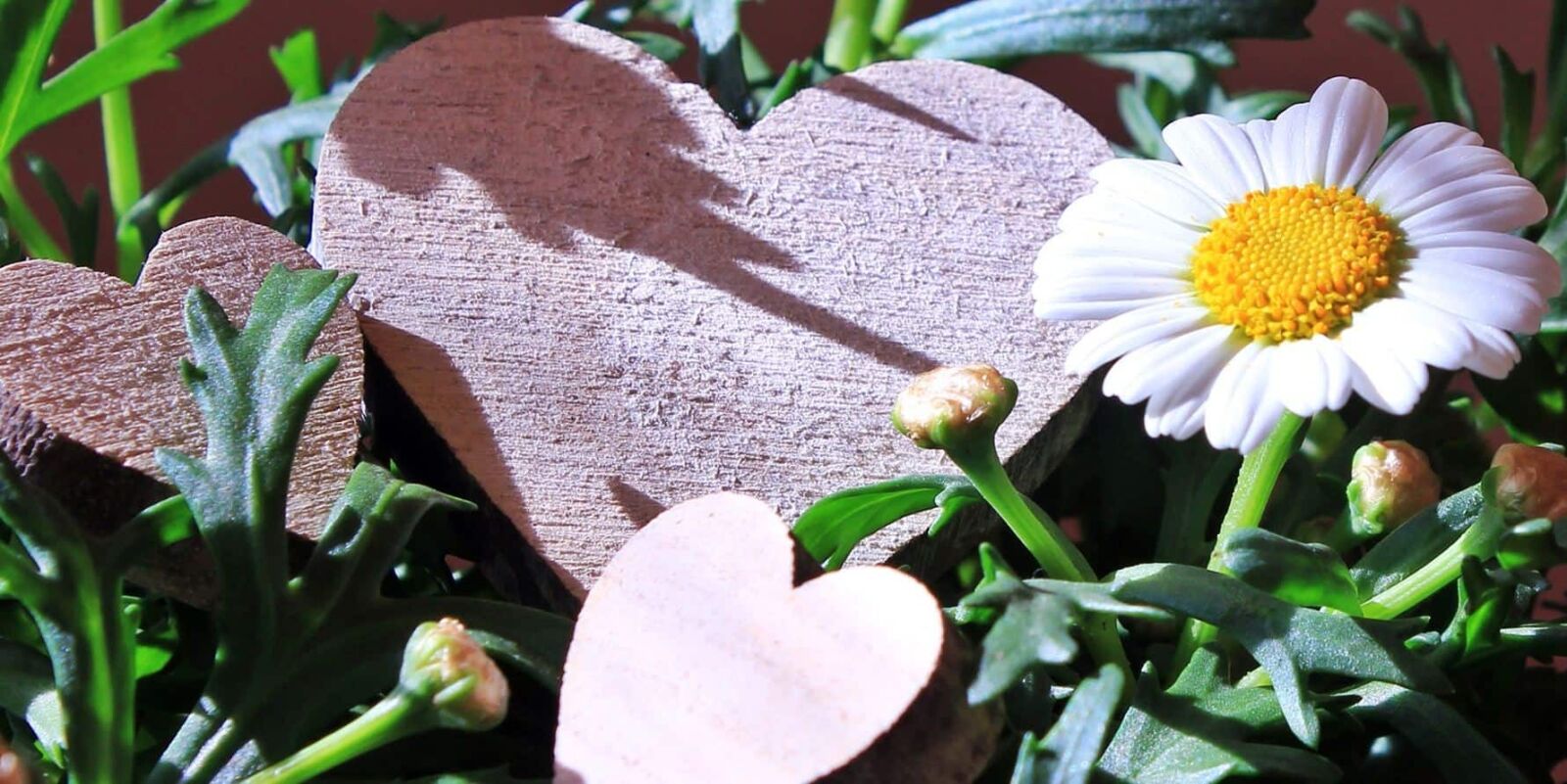 Canon EOS 550D (EOS Rebel T2i / EOS Kiss X4) sample photo. Flower, leaf, nature, plant photography