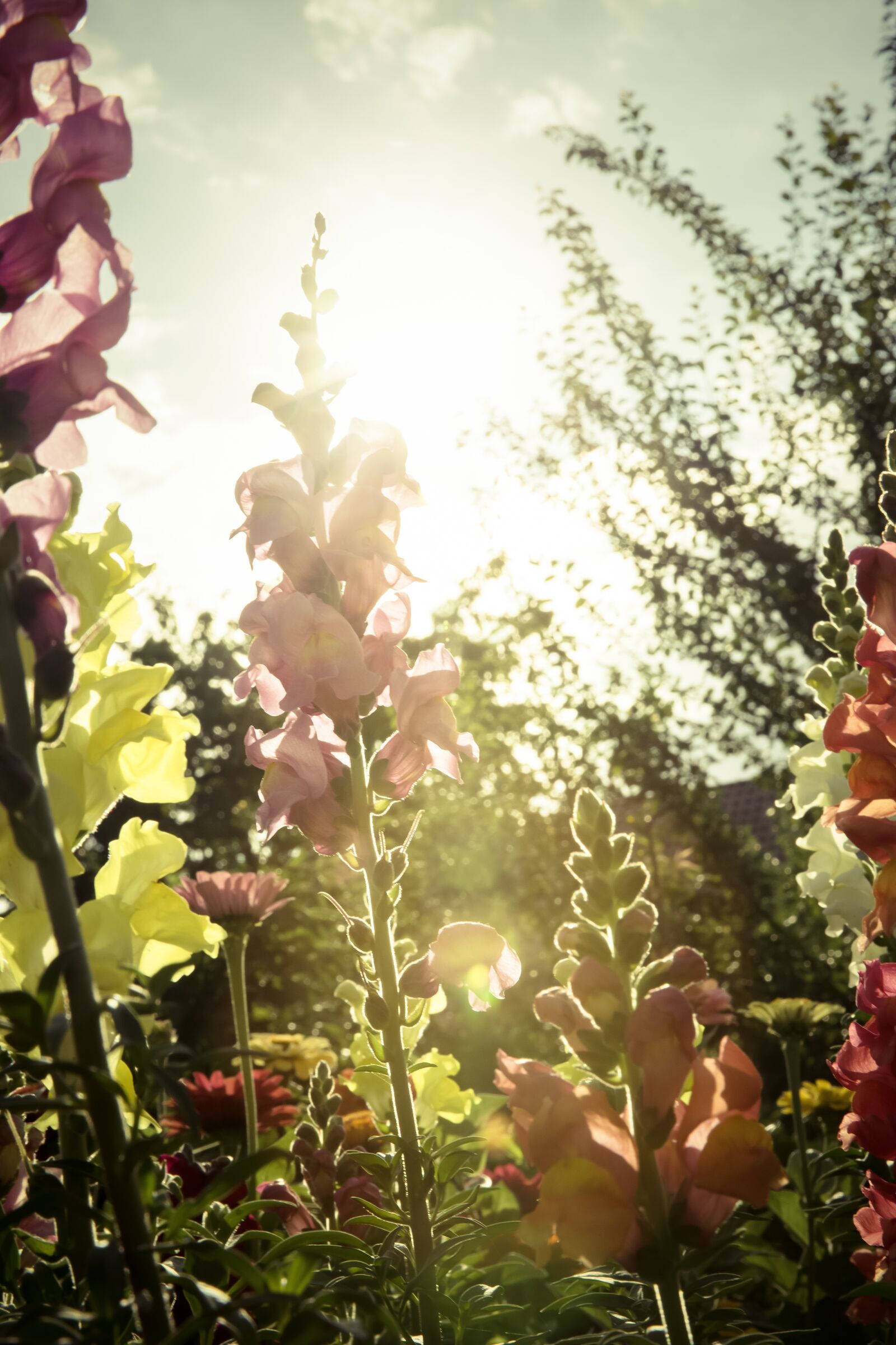 Canon EF 24-70mm F2.8L II USM sample photo. Flowers, garden, meadow photography