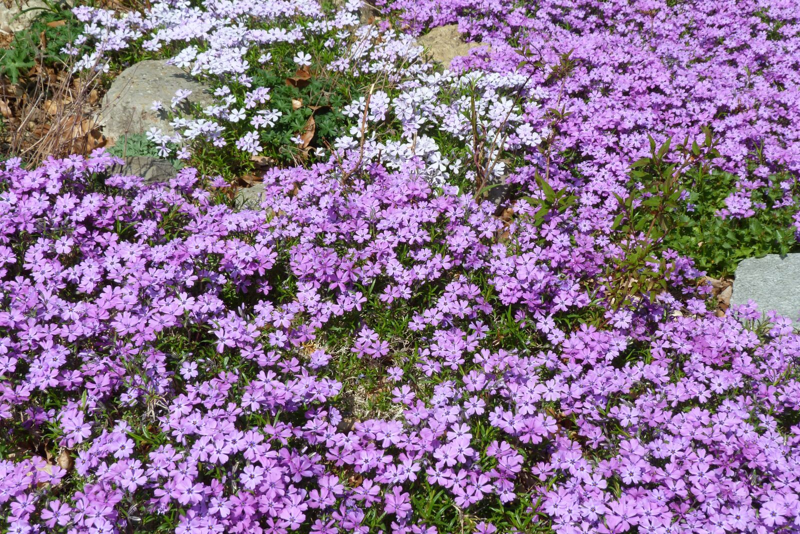 Panasonic Lumix DMC-FZ40 (Lumix DMC-FZ45) sample photo. Lilac, phlox, ground cover photography