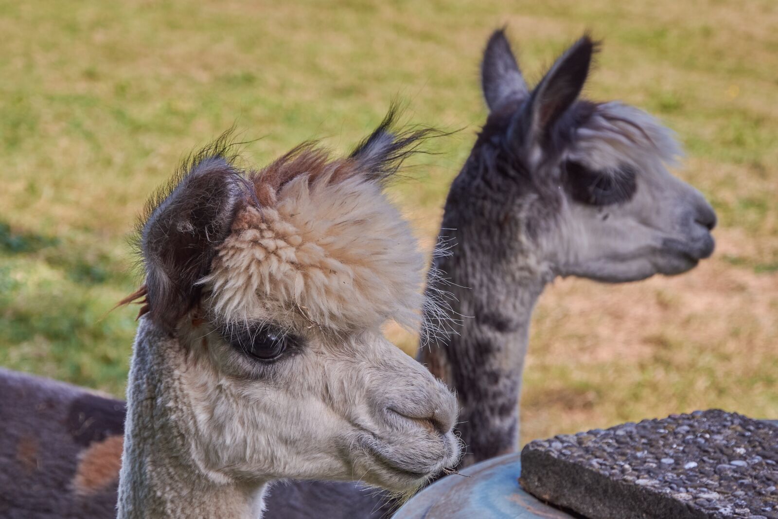Nikon D7200 sample photo. Alpaca, south america, peru photography