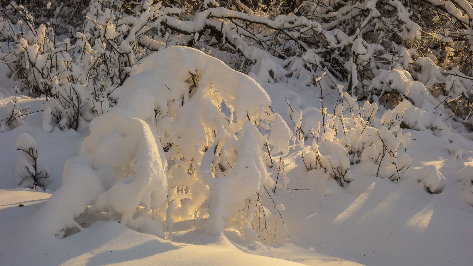 Sony Cyber-shot DSC-RX100 sample photo. Snow, winter, nature photography