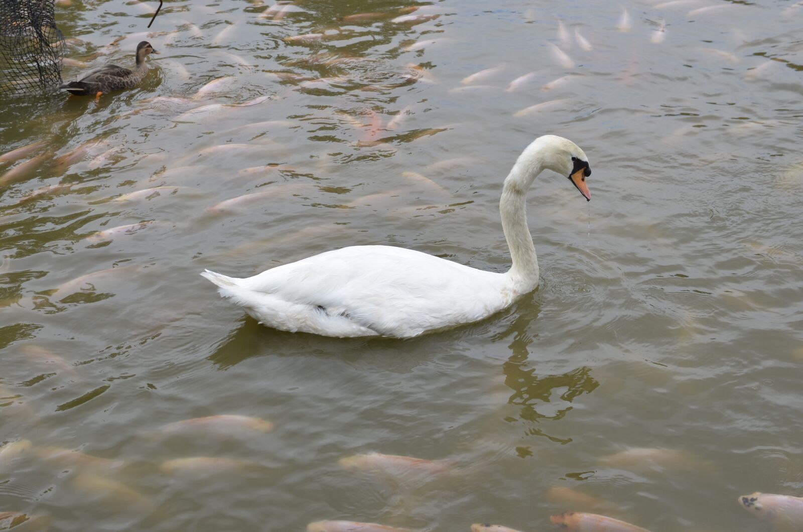 Nikon D7000 sample photo. Swan, pond, lake photography