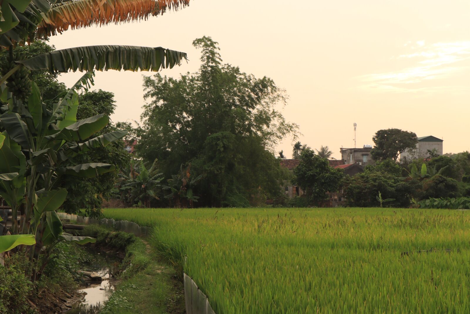 Canon EOS M50 (EOS Kiss M) sample photo. Paddy field, silk, rice photography