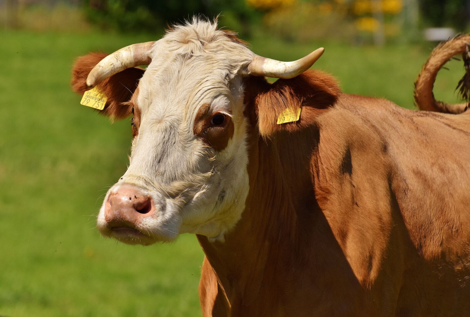 Nikon D7200 sample photo. Cow, allgäu, cows photography