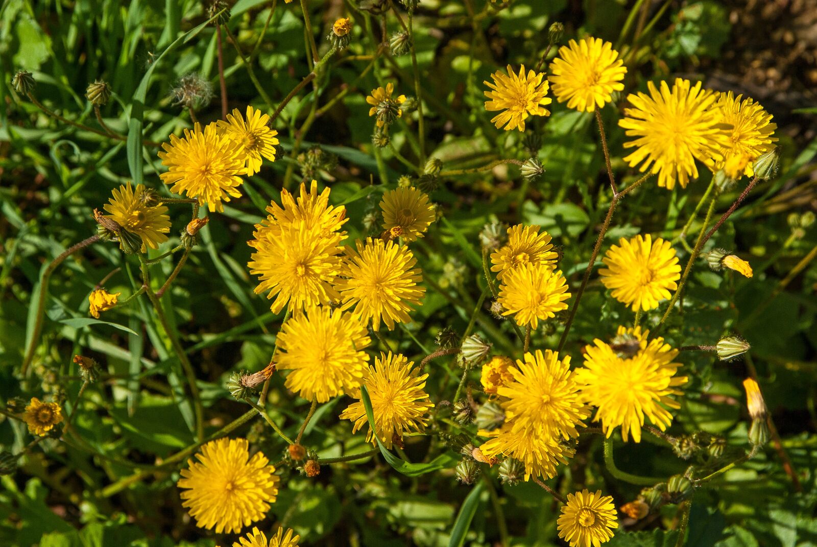 Pentax K10D sample photo. Dandelions, yellow flowers, wild photography