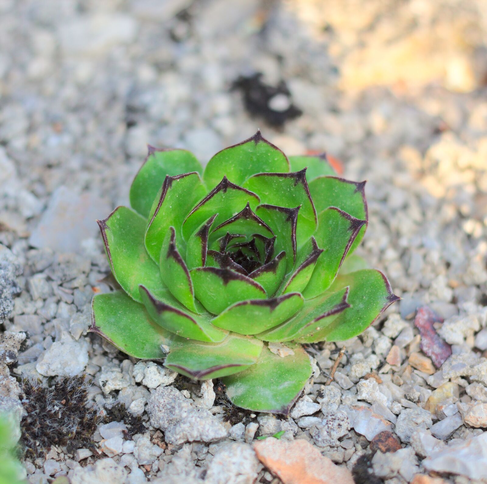 Canon EOS 700D (EOS Rebel T5i / EOS Kiss X7i) + Canon EF 50mm F1.8 STM sample photo. Flora, nature, closeup photography