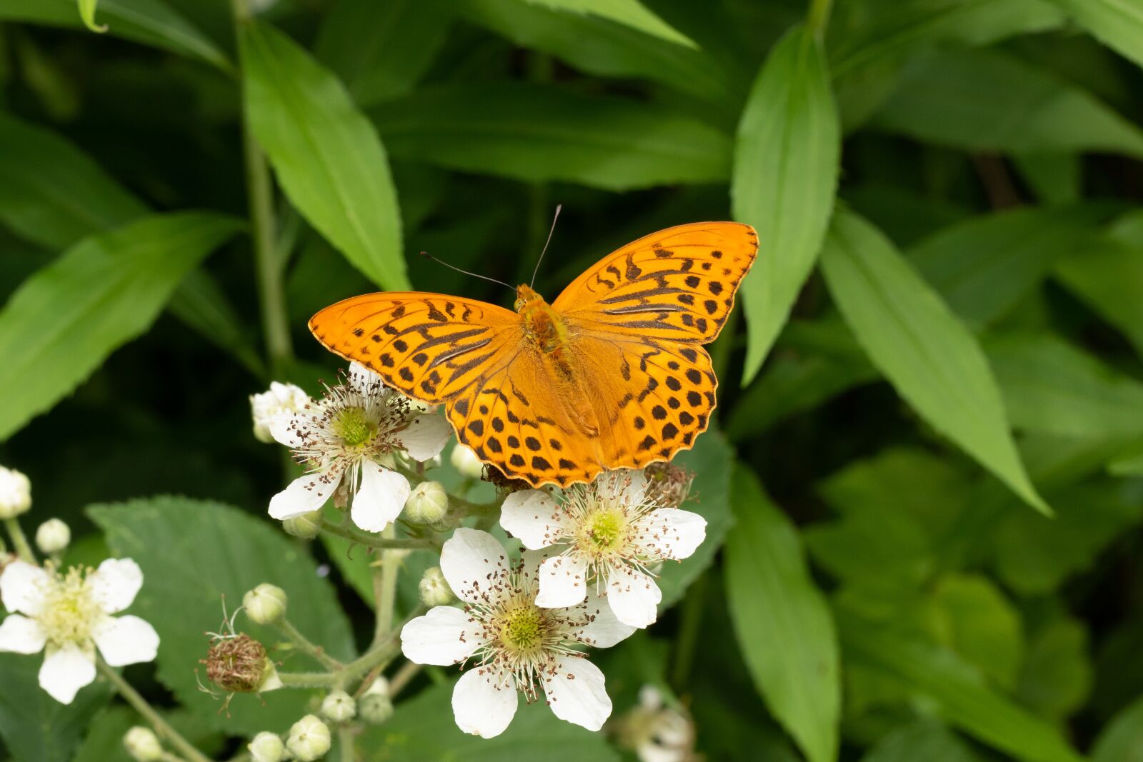 Canon EOS 7D Mark II sample photo. Butterfly, edelfalter, blossom photography