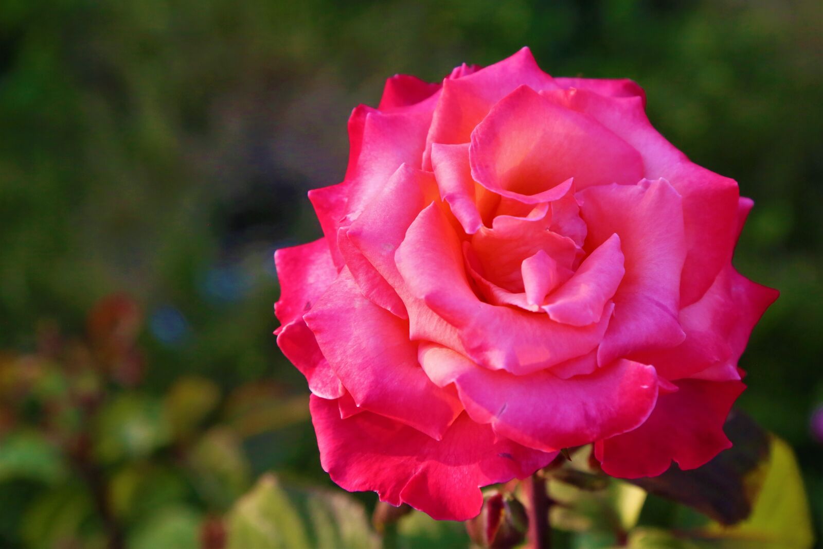 Canon EF 24-105mm F4L IS USM sample photo. Rose, spring, nature photography