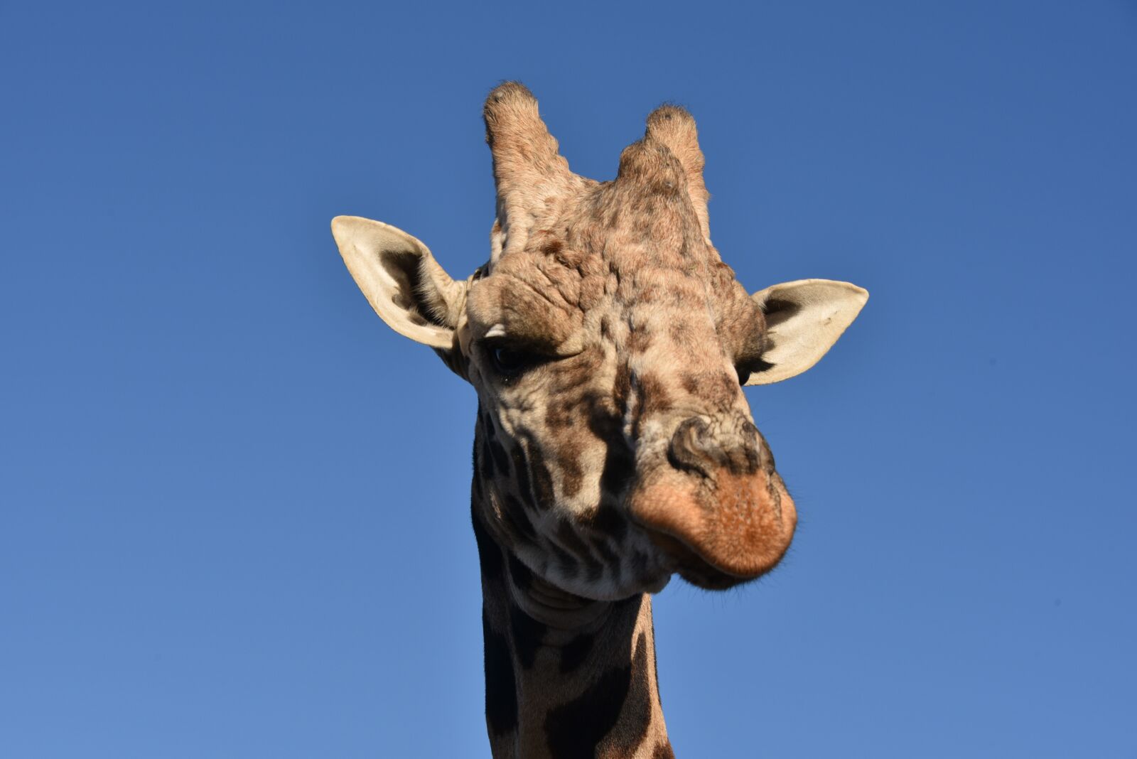 Nikon D750 sample photo. Giraffe, animal, wildlife photography