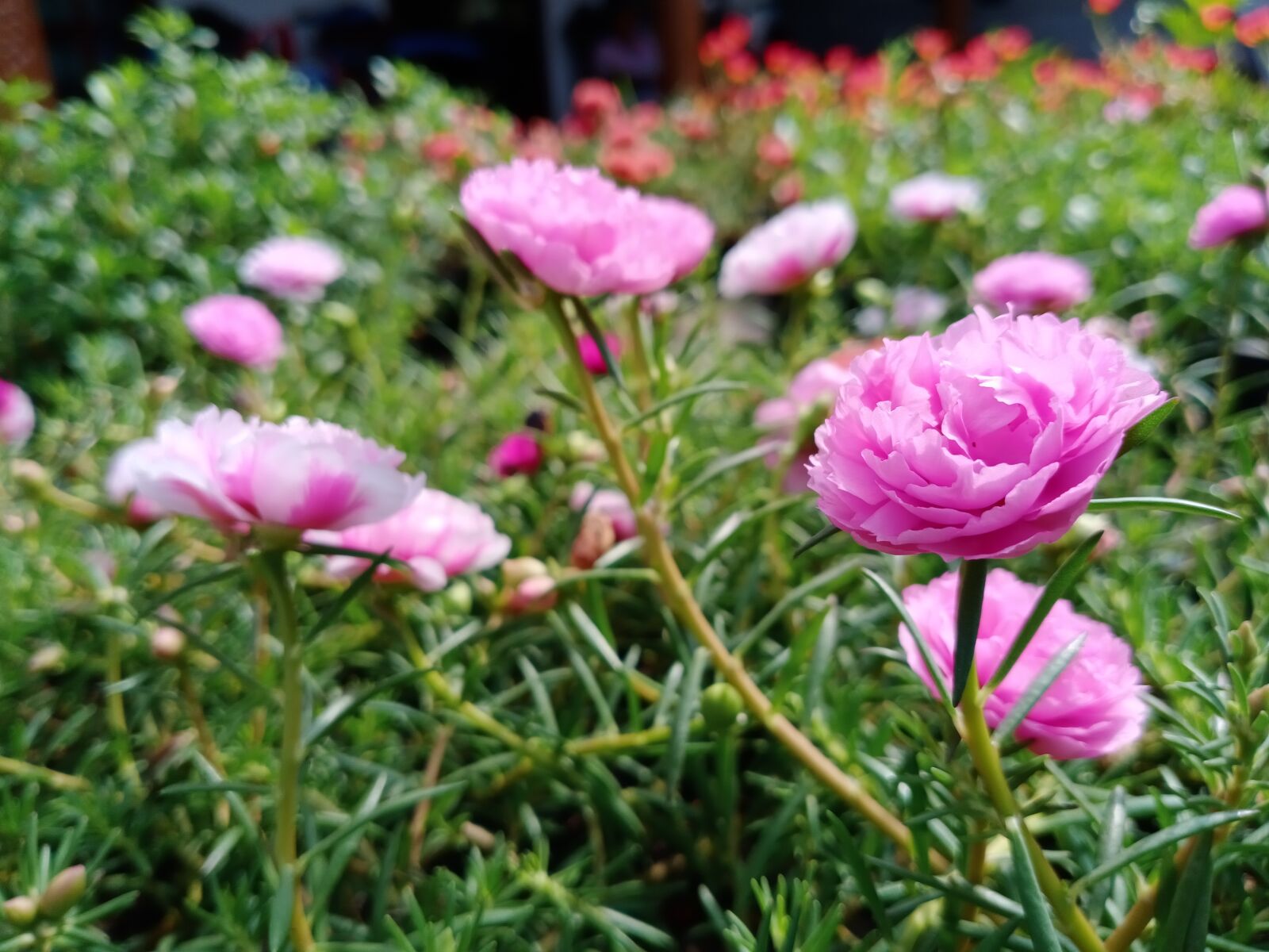 vivo 1907 sample photo