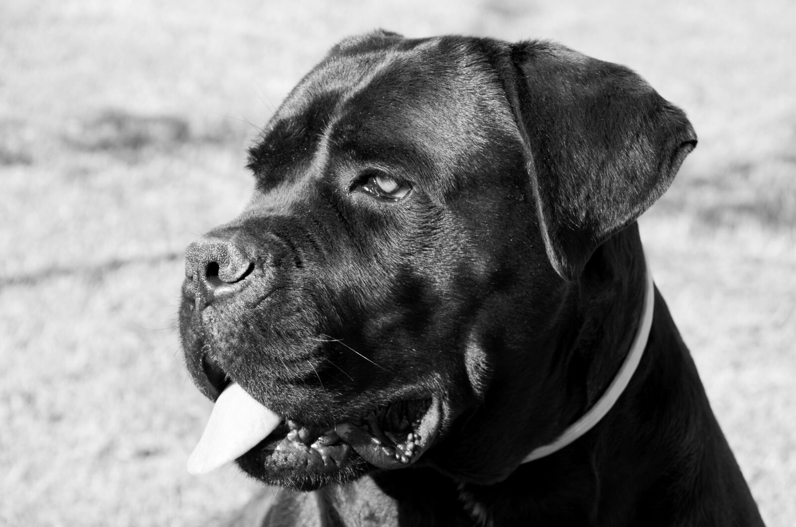 Nikon D7000 sample photo. Cane corso, dog, portrait photography