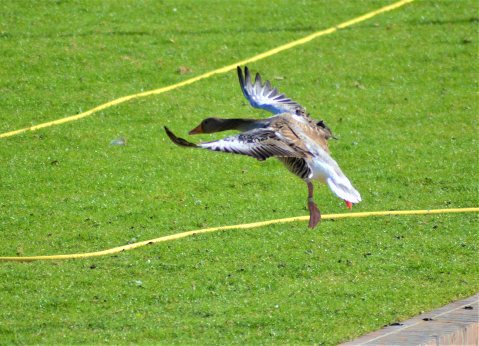 Nikon D5100 sample photo. Greylag goose, country flight photography