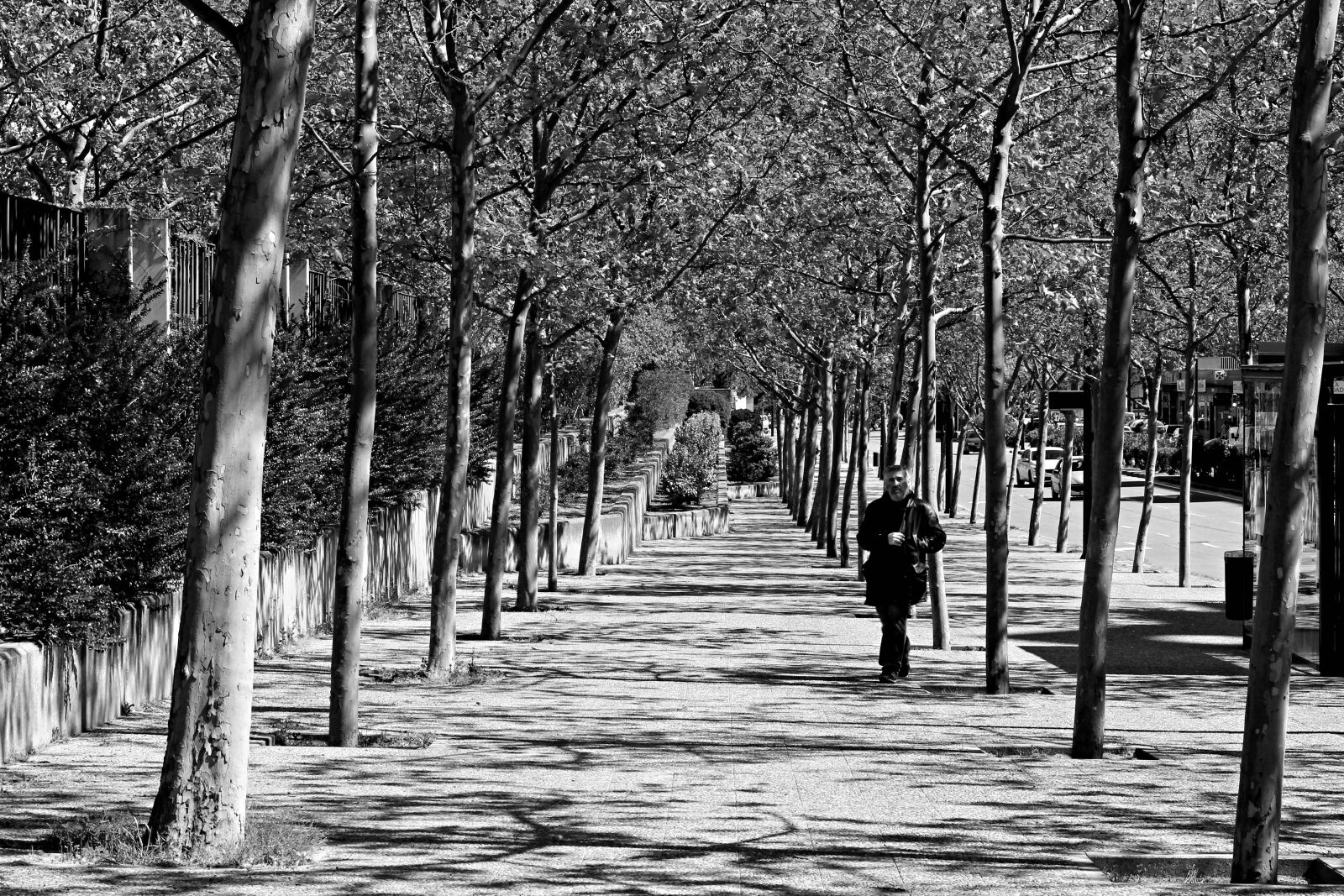 Canon EOS 60D + Canon EF 50mm F1.8 STM sample photo. Shadows, trees, tree photography