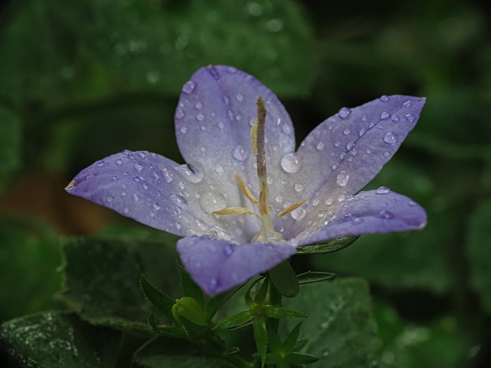 Canon PowerShot SX40 HS sample photo. Drops, wet, dew photography